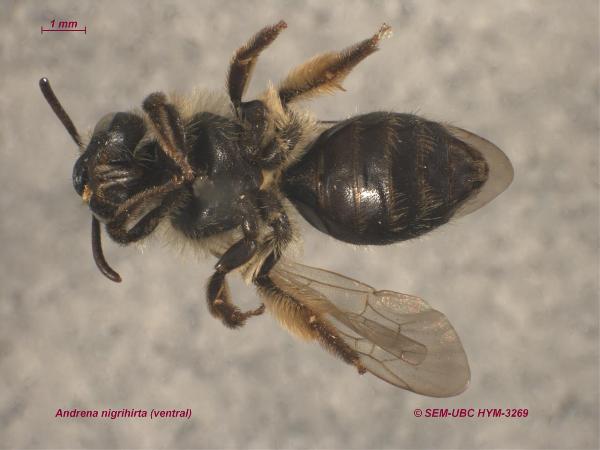 Photo of Andrena nigrihirta by Spencer Entomological Museum